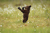 Brown Bear (Ursus arctos), Bear cub standing in a peat bog, Finland