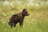 Brown Bear (Ursus arctos), Bear cub in a peat bog, Finland