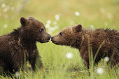 Brown Bear (Ursus arctos), Bear cubs kissing in a peat bog, Finland