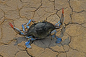 Blue crab (Callinectes sapidus) defense. Ebro Delta, Spain. Origin East Coast USA introduced East Atlantic and Mediterranean.