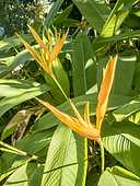 Heliconia stricta 'Dwarf Jamaïca'