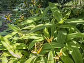 Heliconia stricta 'Dwarf Jamaïca'