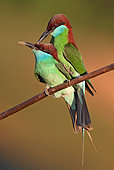 Blue-throated Bee-eater (Merops viridis) pair, Penang, Malaysia