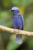 Large Niltava (Niltava grandis) male, Selangor, Malaysia