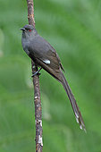 Long-tailed Sibia (Heterophasia picaoides), Selangor, Malaysia