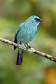 Verditer Flycatcher (Eumyias thalassinus) male, Selangor, Malaysia