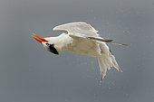 Royal Tern (Thalasseus maximus) flying, Florida, USA