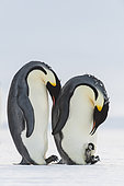 Emperor Penguin (Aptenodytes forsteri) with chick, Queen Maud Land, Antarctica