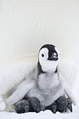 Emperor Penguin (Aptenodytes forsteri) with chick, Queen Maud Land, Antarctica