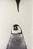 Emperor Penguin (Aptenodytes forsteri) with juvenile, Queen Maud Land, Antarctica