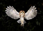 Eastern Screech Owl (Megascops asio) flying with prey, Texas, USA
