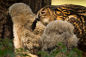Eurasian Eagle-Owl (Bubo bubo) female feeds a leg of a crow to chicks, Utrecht, Netherlands
