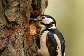 Great Spotted Woodpecker (Dendrocopos major) female feeds juvenile in breeding cavity, Utrecht, Netherlands