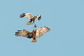 Western Marsh Harrier (Circus aeruginosus) pair transfers food in flight, Schleswig-Holstein, Germany