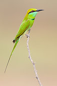 Green Bee-eater (Merops orientalis), India