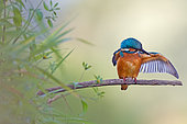 Common Kingfisher (Alcedo atthis) juvenile male, Saxony-Anhalt, Germany