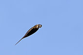 Common Swift (Apus apus) flying, Baden-Wuerttemberg, Germany