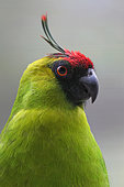 Ouvea Parakeet (Eunymphicus uvaeensis), Australia