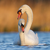 Mute Swan (Cygnus olor) pair courting, Netherlands