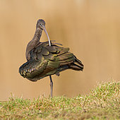 Glossy Ibis (Plegadis falcinellus), Drachten, Netherlands
