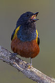 Chestnut-bellied Euphonia (Euphonia pectoralis) singing, Atlantic rainforest, Brazil