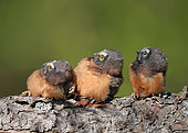 Northern Saw-whet Owl (Aegolius acadicus) juvenile, Saskatchewan, Canada
