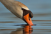 Mute Swan (Cygnus olor) male, Utrecht, Netherlands