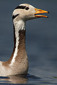 Bar-headed Goose (Anser indicus), Utrecht, Netherlands
