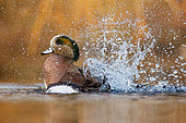 American Wigeon (Anas americana) male bathing, BritishColumbia, Canada