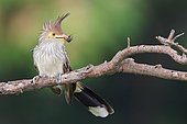 Guira Cuckoo (Guira guira), Bolivia