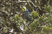 Hooded Mountain Toucan (Andigena cucullata) perched on a branch in Bolivia, South America.