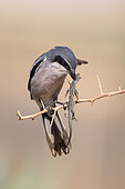 Southern Grey Shrike (Lanius meridionalis) male, Castile-La Mancha, Spain