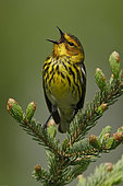 Cape May Warbler (Setophaga tigrina) singing, Manitoba, Canada