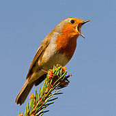 European Robin (Erithacus rubecula) singing, Asturias, Spain