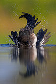 Eurasian Magpie (Pica pica), Rhineland-Palatinate, Germany