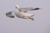 European Herring Gull (Larus argentatus) flying, Texel, Netherlands
