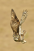 Great Horned Owl (Bubo virginianus) flying, Texas, USA