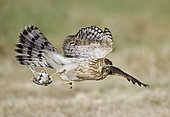 Cooper's Hawk (Accipiter cooperii) flying, Texas, USA