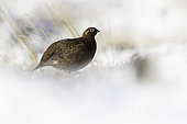 A Red Grouse (Lagopus lagopus scotica) rests in the snow in the Peak District National Park, UK.
