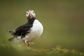 A Puffin (Fratercula arctica) poses off the coast of Wales in the UK.
