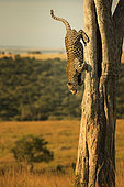 Leopard descens from his tree to collect a Mongoose in the Maasai Mara, Kenya.