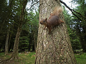 A Red Squirrel (Sciurus vulgaris) drops down the tree in the woodlands of Yorkshire in the UK.