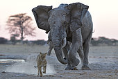 Eléphant d'Afrique (Loxodonta africa) chargeant un Lion (Panthera leo), Nxai pan national park, Botswana
