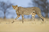 Cheetah (Acinonyx jubatus) male walking, Nxai Pan, Botswana