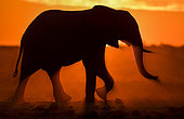 African Elephant (Loxodonta africana) walking in the dust, Nxai pan national park, Botswana