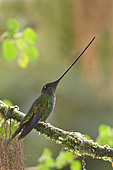 Sword-billed Hummingbird (Ensifera ensifera), Ecuador