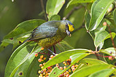Olive-backed Euphonia (Euphonia gouldi) male, Costa Rica