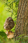 Little Owl (Athene noctua) juvenile, Utrecht, Netherlands