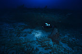 Dans la pénombre à 97 m de profondeur, ambiance de la zone crépusculaire. Mayotte