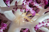Galathée de la Twilight Zone vivant dans un corail mou. Photo prise à 80 mètres de profondeur. Mayotte